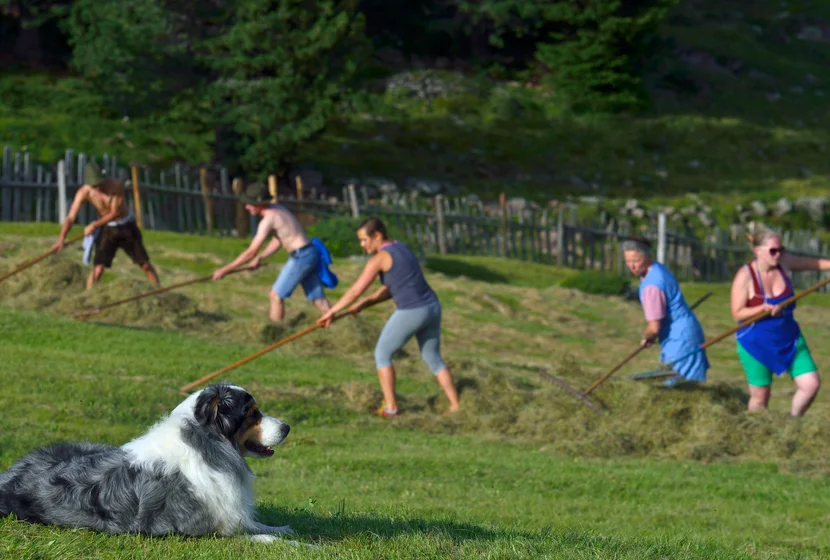 groeden-hund-1.jpg