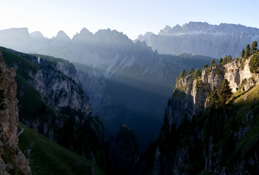 stevia-pano.jpg