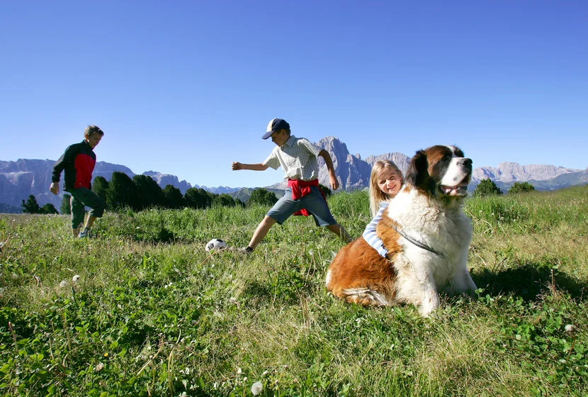 Corretta tenuta del cane