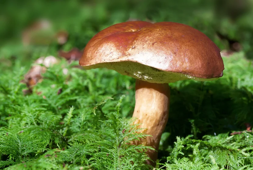 Pilze Sammeln in Gröden