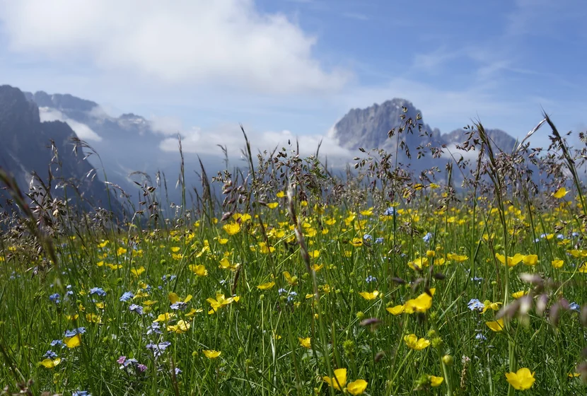 Flowery Dolomites - La Val Gardena in piena fioritura