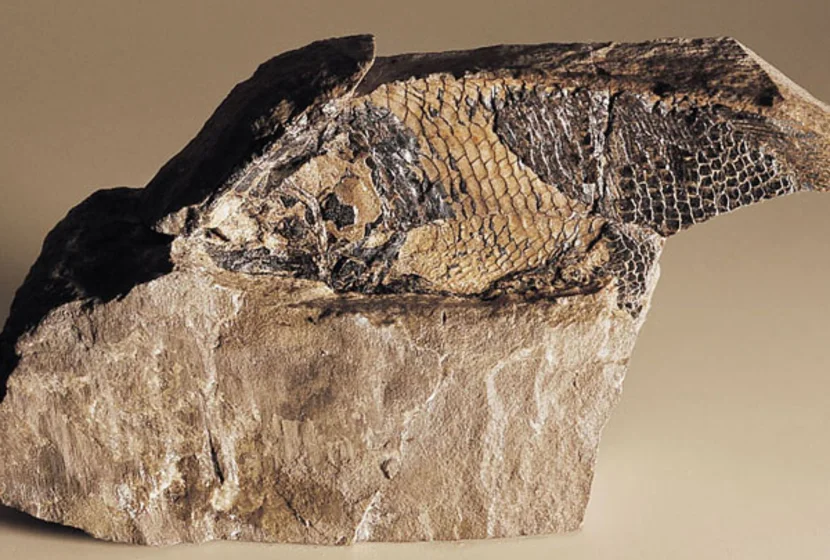 museum_gherdeina_archeolepidotus.jpg