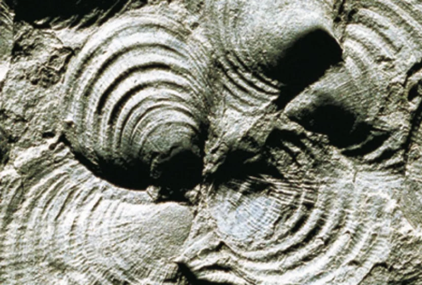 MG_fossilien_claraia.jpg