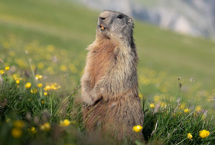 Seceda_Val_Gardena__8_.jpg