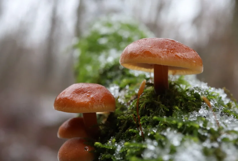 Mushroom picking