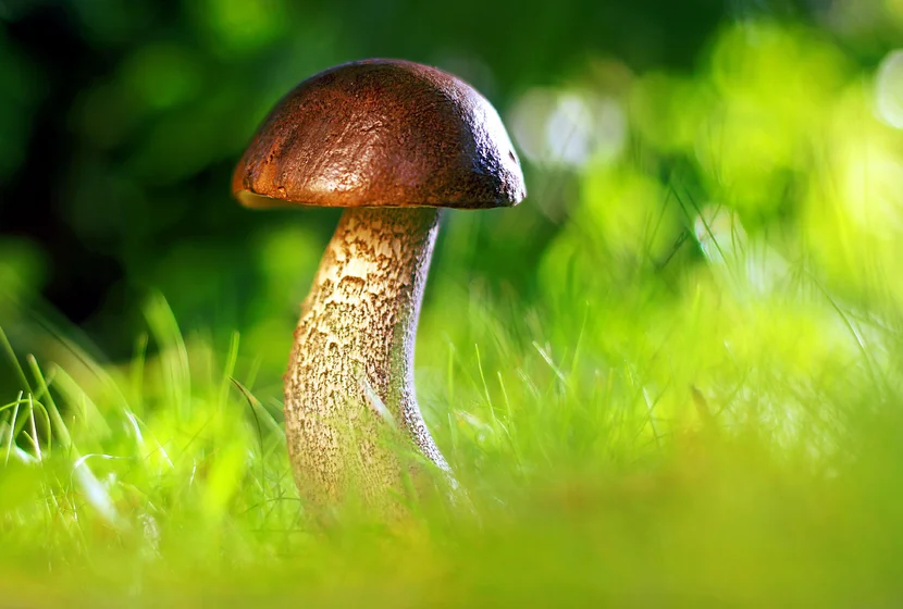 Pilze Sammeln in Gröden